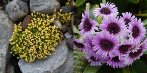 flowers blooming in antarctica